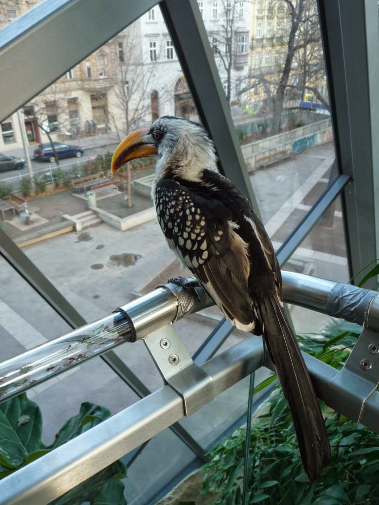 La maison des Tropiques est un espace où le visiteur se balade sur des passerelles au milieu des animaux en liberté.